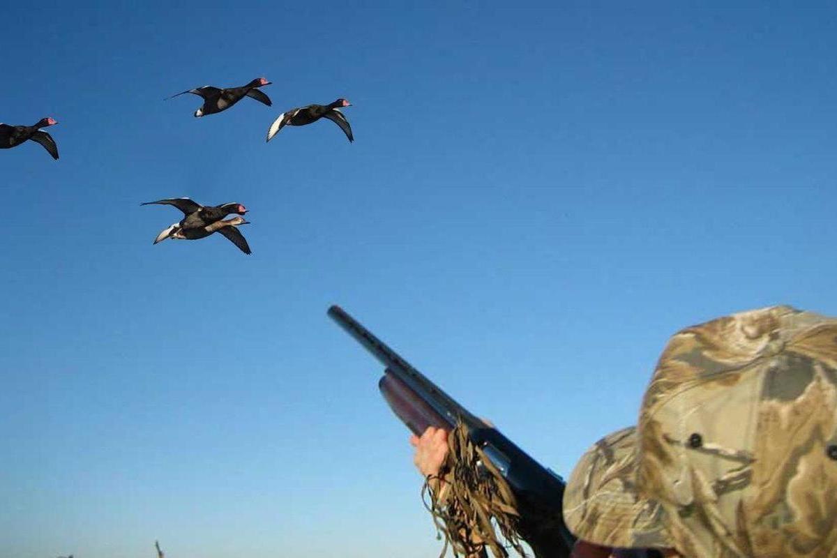 Navigating Argentina's Duck Hunting Season Tips for the Adventurous